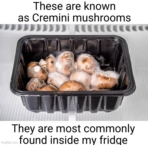 Meme #2,803 | These are known as Cremini mushrooms; They are most commonly found inside my fridge | image tagged in mushrooms,memes,identification,food,find,fridge | made w/ Imgflip meme maker