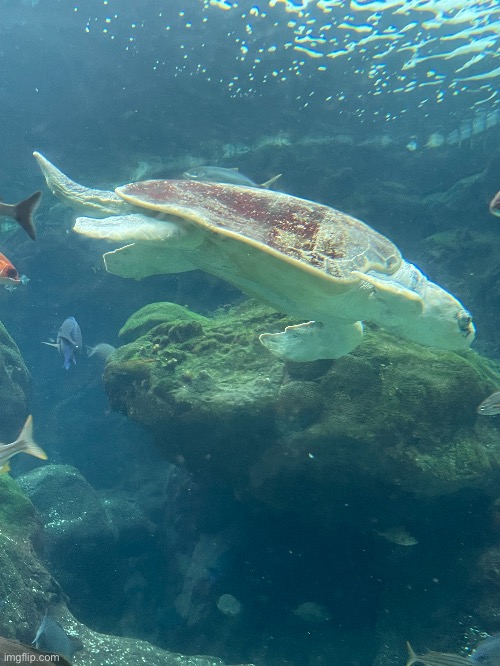 Turt at the aquarium I took with an iPhone 12 mini | image tagged in turtle,aquarium | made w/ Imgflip meme maker