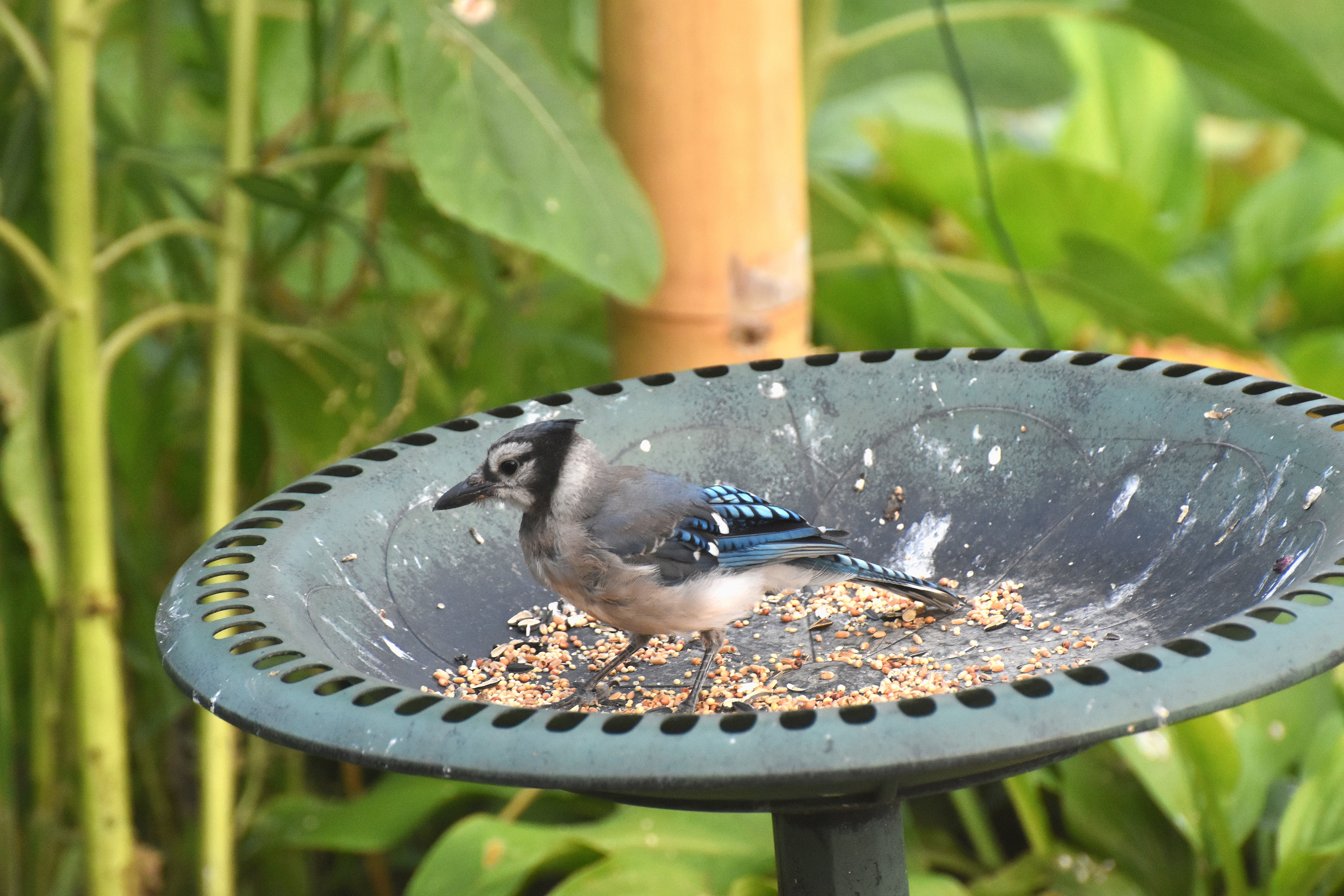 blue jay | made w/ Imgflip meme maker