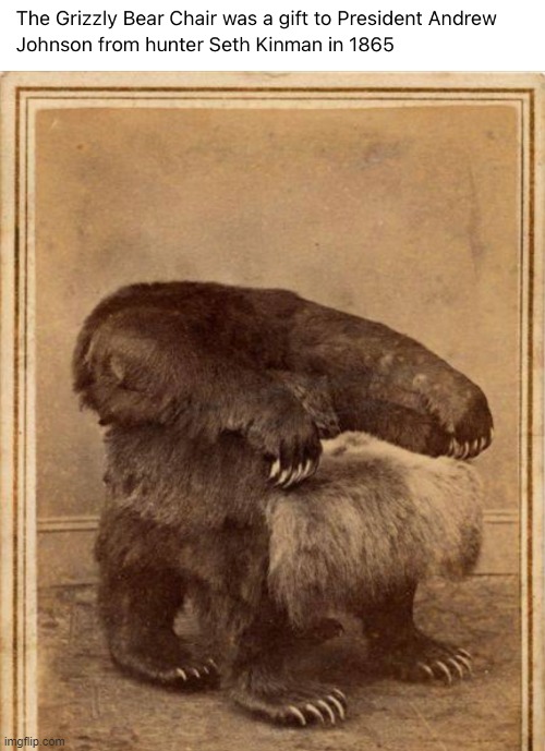The grizzly bear chair | image tagged in the grizzly bear chair | made w/ Imgflip meme maker
