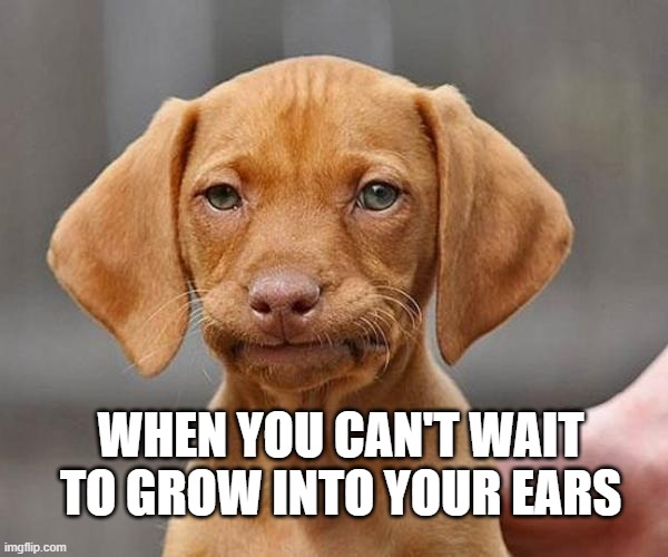 Yup | WHEN YOU CAN'T WAIT TO GROW INTO YOUR EARS | image tagged in yup | made w/ Imgflip meme maker