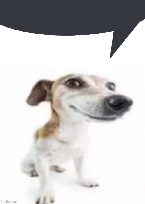 the | image tagged in discord speech bubble,jack russell terrier stock photo,the | made w/ Imgflip meme maker