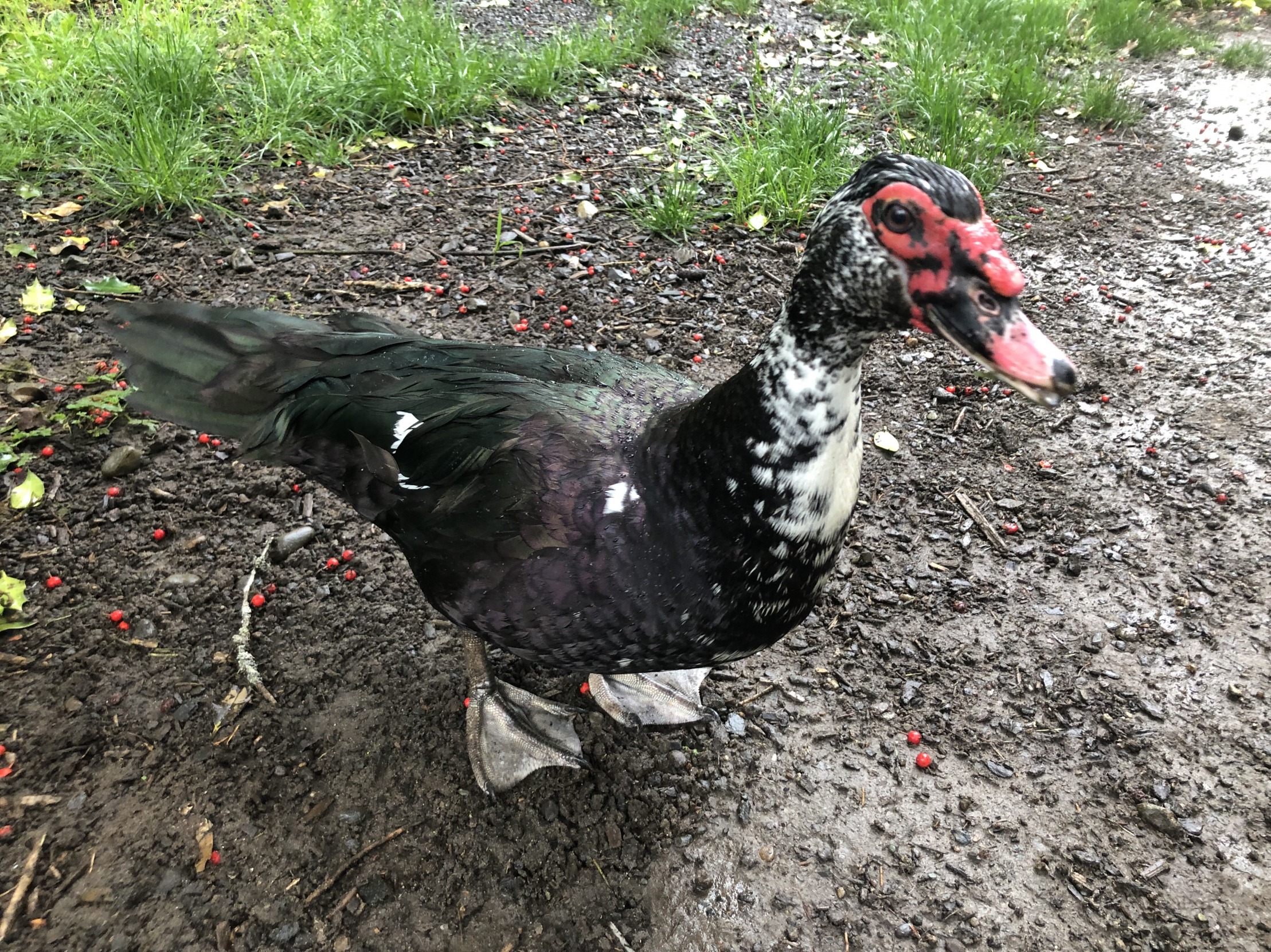 Harvey the Duck Blank Meme Template