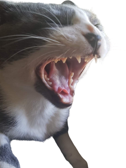 Angry cat Blank Meme Template