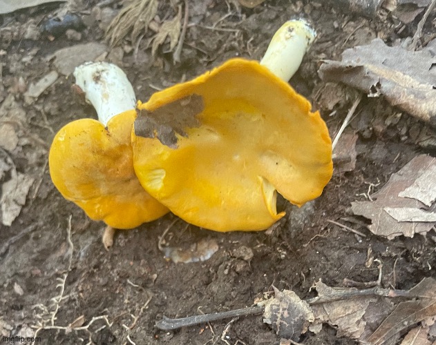 These mushrooms are called Chanterelles, they are a choice edible and a culinary delicacy | made w/ Imgflip meme maker