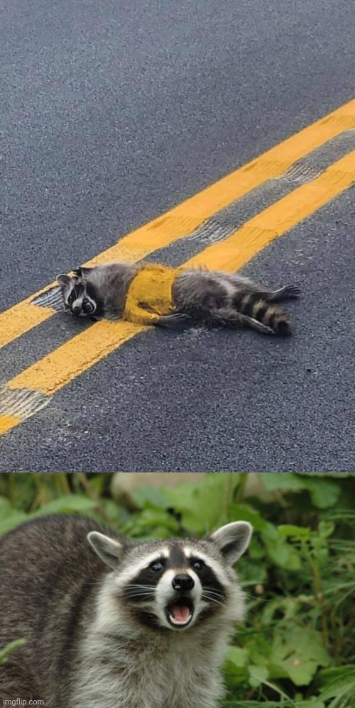 Paint job fail | image tagged in surpised raccoon,you had one job,memes,raccoon,raccoons,road | made w/ Imgflip meme maker