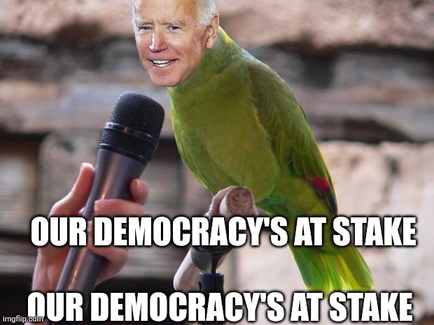 parrot | OUR DEMOCRACY'S AT STAKE OUR DEMOCRACY'S AT STAKE | image tagged in parrot | made w/ Imgflip meme maker