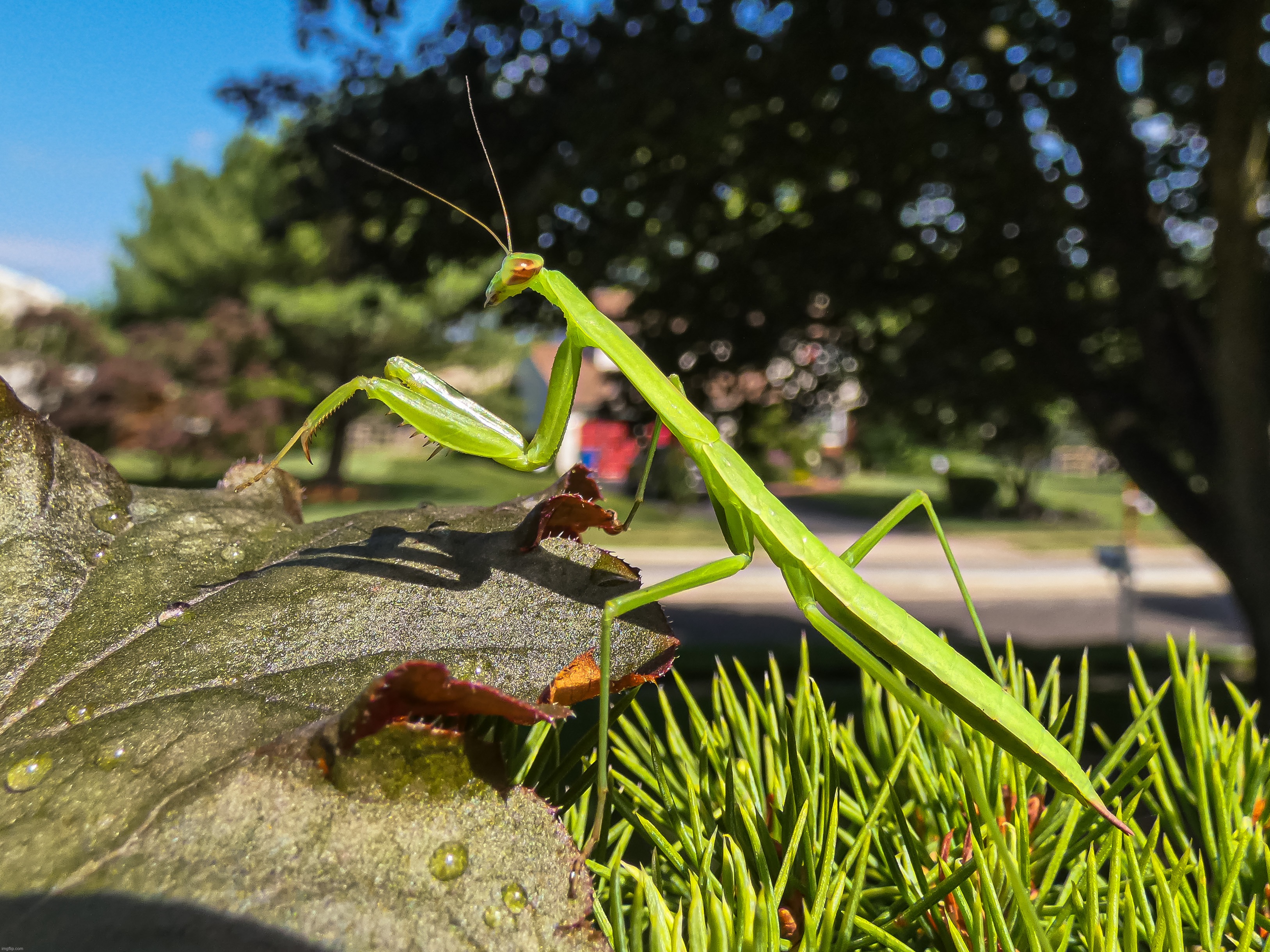 A photo of a Praying Mantis I took on July 14th | image tagged in share your own photos | made w/ Imgflip meme maker