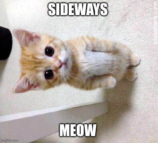 Sideways meow | SIDEWAYS; MEOW | image tagged in memes,cute cat | made w/ Imgflip meme maker