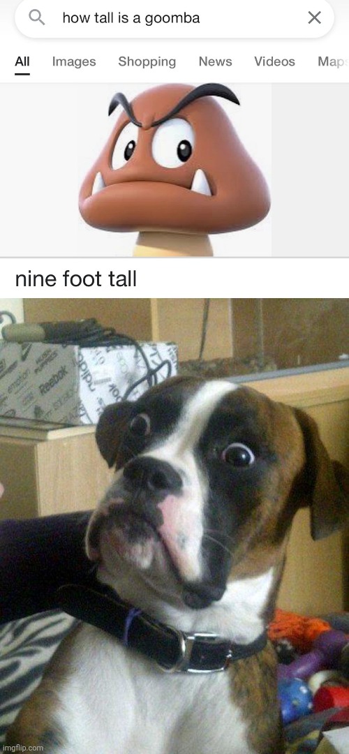 "9ft" | image tagged in blankie the shocked dog,height,goomba,nintendo,memes,giant | made w/ Imgflip meme maker