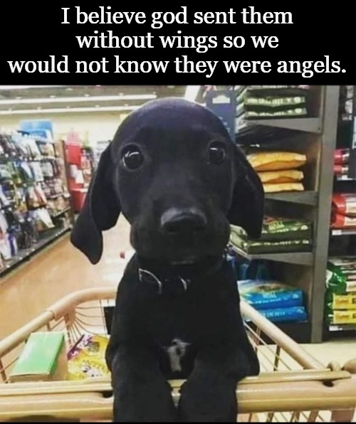 Angels without wings | I believe god sent them without wings so we would not know they were angels. | image tagged in puppys,angels,kewlew | made w/ Imgflip meme maker