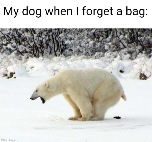 Meme #2,825 | My dog when I forget a bag: | image tagged in polar bear shits in the snow,memes,relatable,funny,poop,dogs | made w/ Imgflip meme maker