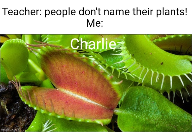 Meme #2,829 | Teacher: people don't name their plants!
Me:; Charlie | image tagged in memes,venus flytrap,plants,names,funny,charlie | made w/ Imgflip meme maker