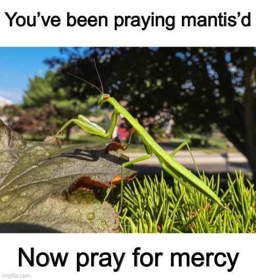 You’ve been praying mantis’d Now pray for mercy | made w/ Imgflip meme maker