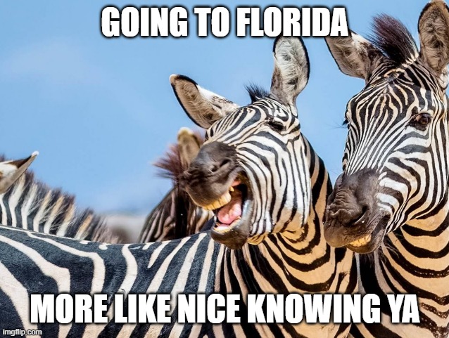 Florida Nice Knowing Ya | GOING TO FLORIDA; MORE LIKE NICE KNOWING YA | image tagged in zinger zebra | made w/ Imgflip meme maker