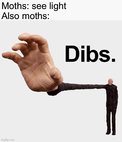 Moths | Moths: see light 
Also moths: | image tagged in dibs | made w/ Imgflip meme maker