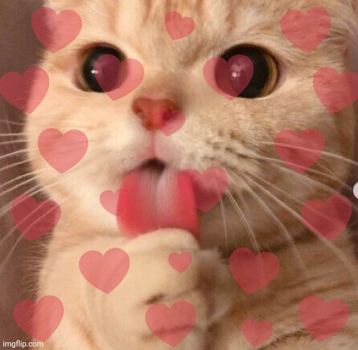Cat | made w/ Imgflip meme maker