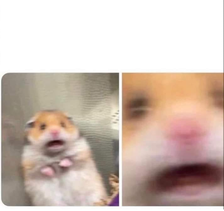 High Quality Scared hamster Blank Meme Template