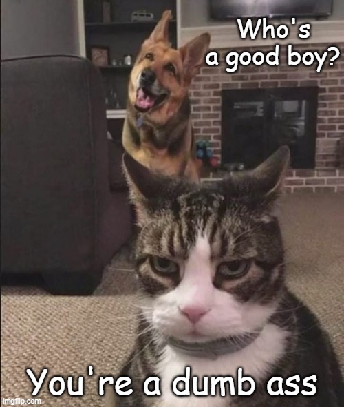 Happy Dog and Annoyed Cat | Who's a good boy? You're a dumb ass | image tagged in happy dog and annoyed cat | made w/ Imgflip meme maker