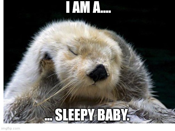 Sleepy otter | I AM A.... ... SLEEPY BABY. | image tagged in sleepy | made w/ Imgflip meme maker