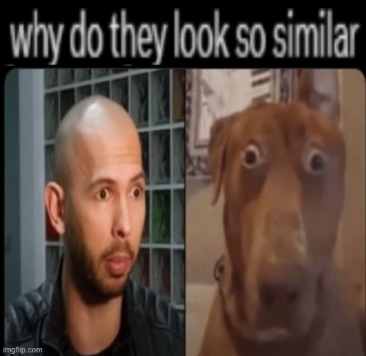 why do they look so similar | image tagged in funny,memes,funny memes | made w/ Imgflip meme maker