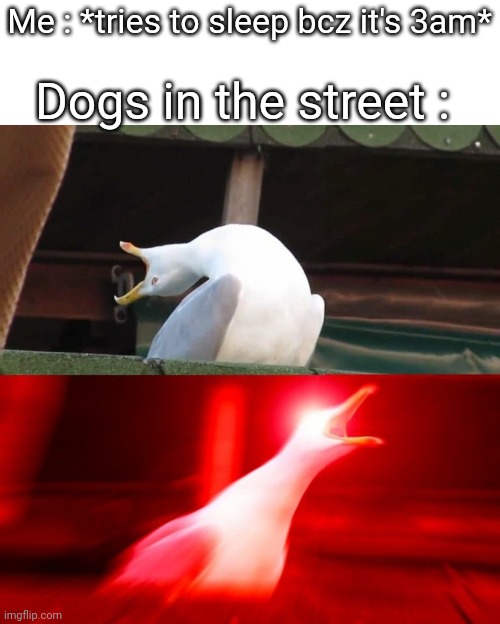 This is so annoying | Dogs in the street :; Me : *tries to sleep bcz it's 3am* | image tagged in boy seagull | made w/ Imgflip meme maker