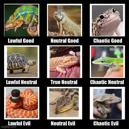 Reptile Alignment Chart | image tagged in lizard,reptile | made w/ Imgflip meme maker