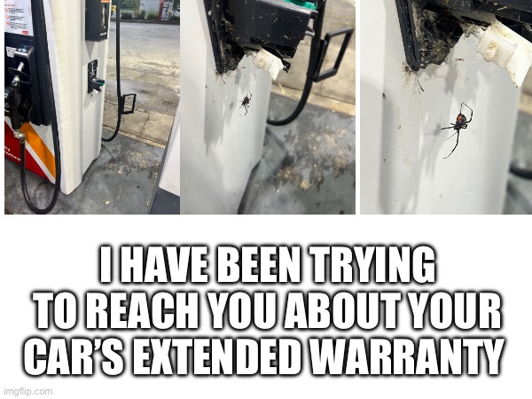 Widow warranty | I HAVE BEEN TRYING TO REACH YOU ABOUT YOUR CAR’S EXTENDED WARRANTY | image tagged in extended warranty,meanwhile in florida,gas station,bugs,spider | made w/ Imgflip meme maker