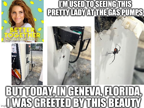 Spider filling up | I’M USED TO SEEING THIS PRETTY LADY AT THE GAS PUMPS; BUT TODAY, IN GENEVA, FLORIDA, I WAS GREETED BY THIS BEAUTY | image tagged in beauty,beauty and the beast,meanwhile in florida,spider,gas station | made w/ Imgflip meme maker