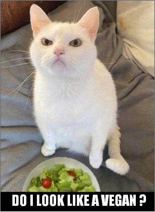 What Is This ? | DO I LOOK LIKE A VEGAN ? | image tagged in cats,unimpressed,vegan | made w/ Imgflip meme maker