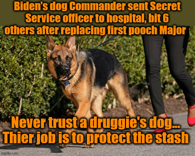 Biden’s dog Commander sent Secret Service officer to hospital, bit 6 others after replacing first pooch Major; Never trust a druggie's dog...
Thier job is to protect the stash | image tagged in biden,hunter,dogs | made w/ Imgflip meme maker