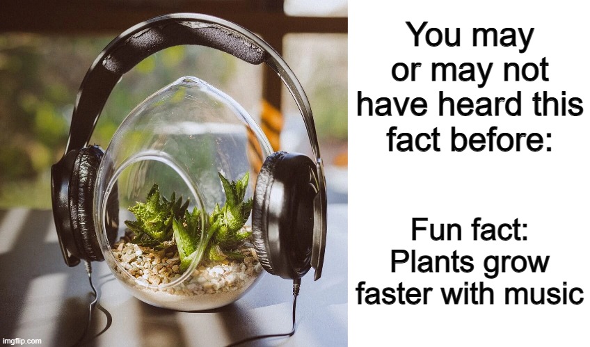 I wouldn't be shocked if you guys already knew this :) | You may or may not have heard this fact before:; Fun fact: Plants grow faster with music | image tagged in blank white template | made w/ Imgflip meme maker