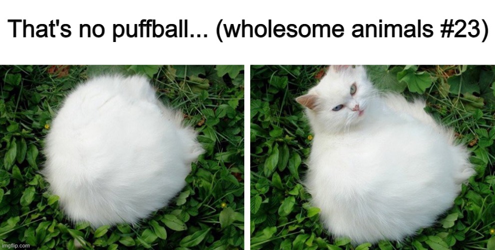 It's more than just a puffball ^-^ | That's no puffball... (wholesome animals #23) | made w/ Imgflip meme maker