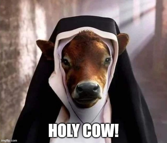 Holy Cow! | HOLY COW! | image tagged in cow,nun,cow nun,holy,holy cow,funny memes | made w/ Imgflip meme maker