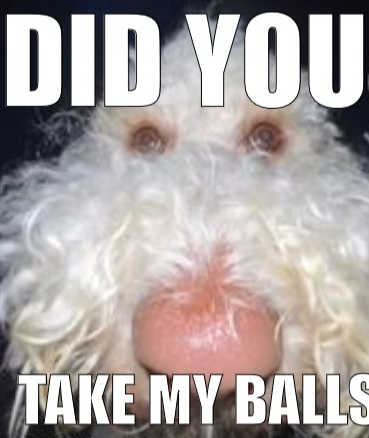 Did you take my balls Blank Meme Template