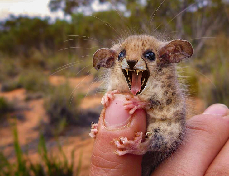 Disapproving Australian Pygmy Cheessum Blank Meme Template