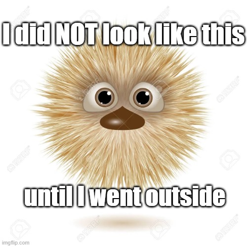I did NOT look like this; until I went outside | image tagged in bad hair day | made w/ Imgflip meme maker