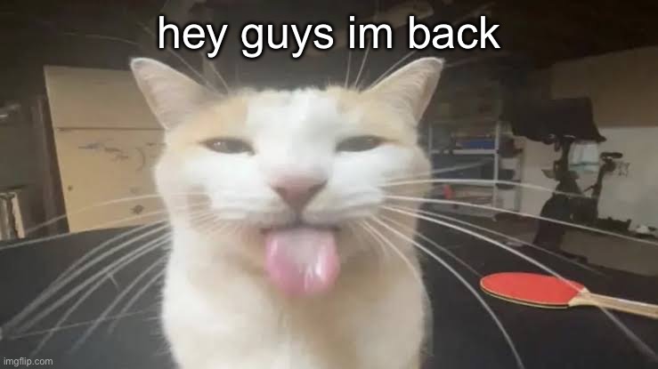 Juice! | hey guys im back | image tagged in milly the silly cat bleh cat | made w/ Imgflip meme maker