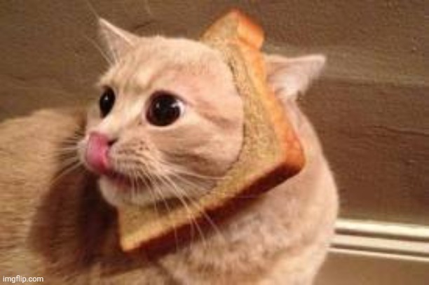 Toast Cat | image tagged in toast cat | made w/ Imgflip meme maker