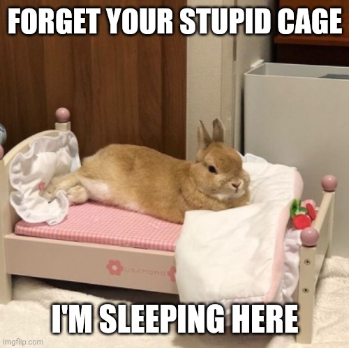 BUNNY BED | FORGET YOUR STUPID CAGE; I'M SLEEPING HERE | image tagged in bunny,rabbit,bunnies | made w/ Imgflip meme maker
