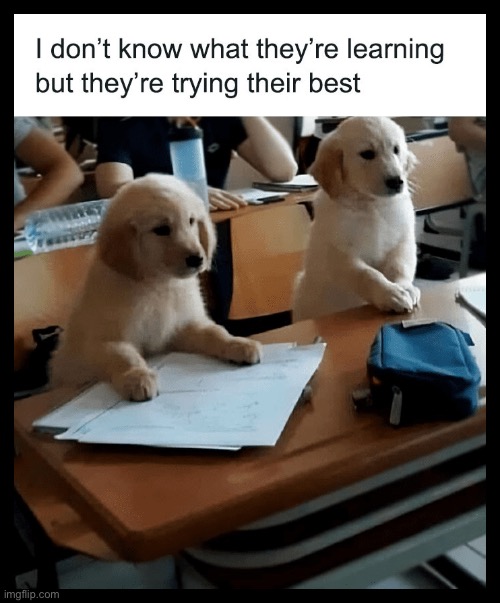 Cutest students | image tagged in students,school | made w/ Imgflip meme maker