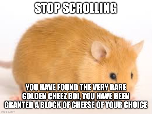 A very rare cheez boi | STOP SCROLLING; YOU HAVE FOUND THE VERY RARE GOLDEN CHEEZ BOI, YOU HAVE BEEN GRANTED A BLOCK OF CHEESE OF YOUR CHOICE | image tagged in mouse | made w/ Imgflip meme maker