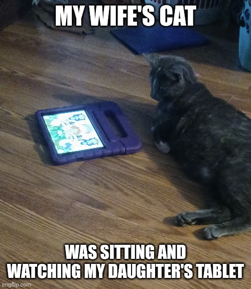 SHE JUST WATCHES IT | MY WIFE'S CAT; WAS SITTING AND WATCHING MY DAUGHTER'S TABLET | image tagged in cats,funny cats | made w/ Imgflip meme maker