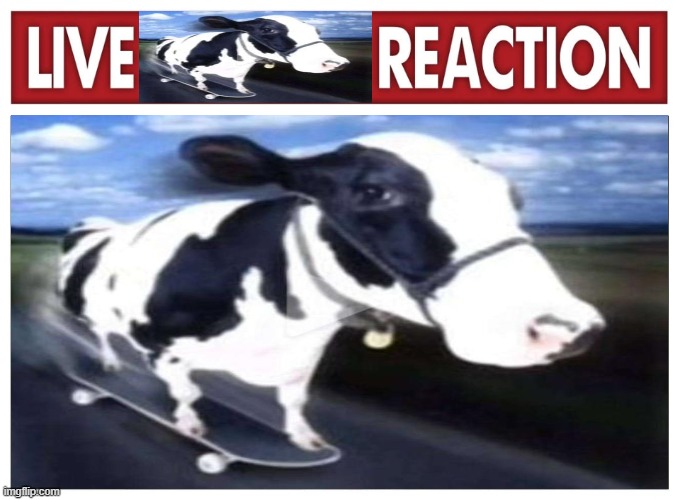 Live Skateboarding Cow Reaction | image tagged in cow,skateboarding,live reaction,skateboarding cow,live cow reaction | made w/ Imgflip meme maker
