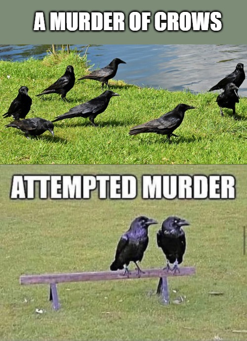 A MURDER OF CROWS | made w/ Imgflip meme maker