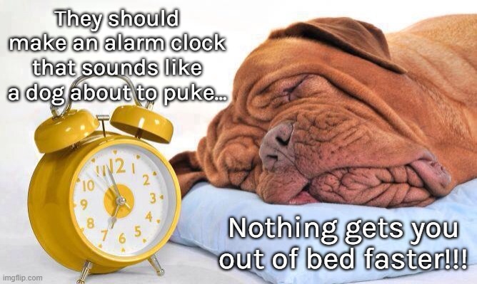Good Idea... | They should make an alarm clock that sounds like a dog about to puke... Nothing gets you out of bed faster!!! | image tagged in alarm clock,dog puke,out of bed,fast | made w/ Imgflip meme maker