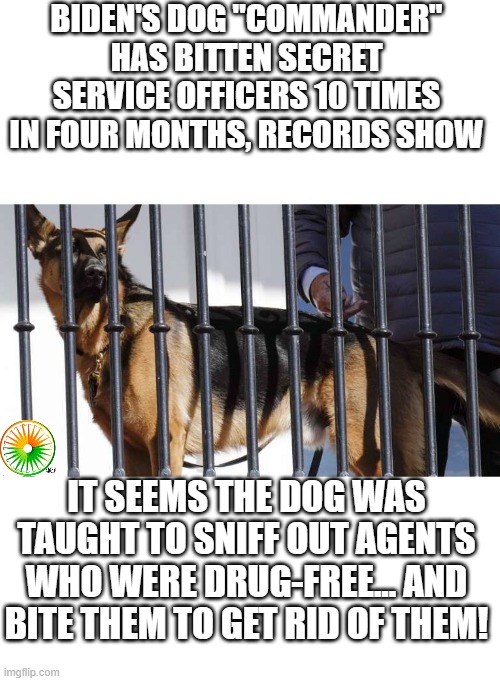 politics | BIDEN'S DOG "COMMANDER" HAS BITTEN SECRET SERVICE OFFICERS 10 TIMES IN FOUR MONTHS, RECORDS SHOW; IT SEEMS THE DOG WAS TAUGHT TO SNIFF OUT AGENTS WHO WERE DRUG-FREE... AND BITE THEM TO GET RID OF THEM! | image tagged in political meme | made w/ Imgflip meme maker