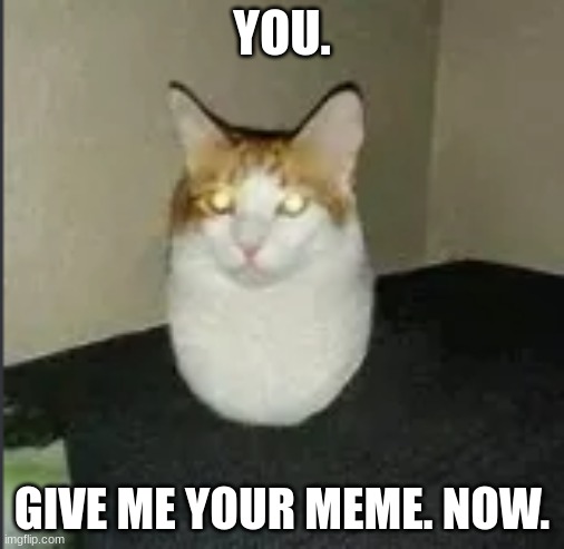 You. | YOU. GIVE ME YOUR MEME. NOW. | image tagged in funny cats | made w/ Imgflip meme maker