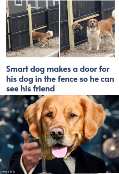 A door for the dog in the fence | image tagged in dog cheers,dogs,dog,memes,fence,table | made w/ Imgflip meme maker