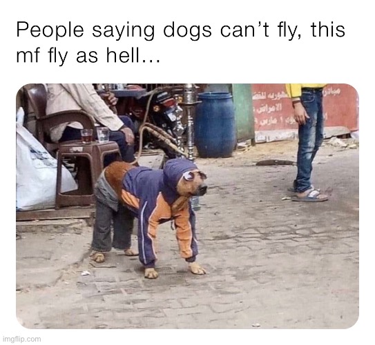 He flyin on that VIP seat | image tagged in funny,memes,dogs | made w/ Imgflip meme maker